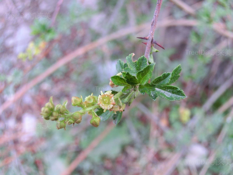 雄花