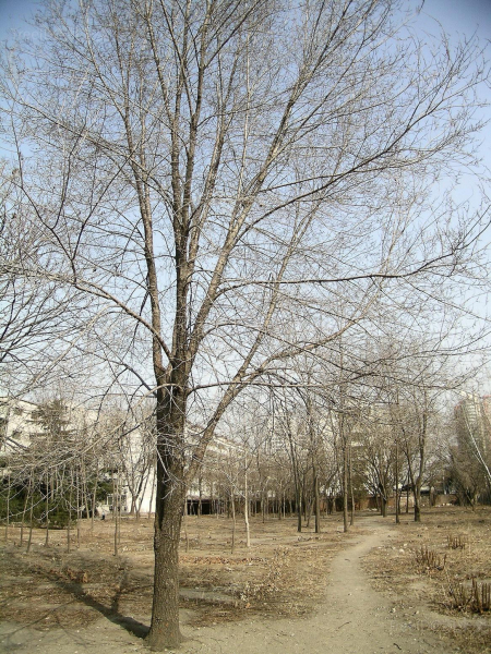 榆树 冬态 DSCN6786 林秦文摄 北京林业大学.JPG